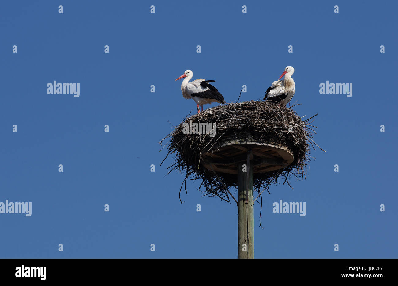 Weißstorchpaar in ihrem "Horst" Stock Photo