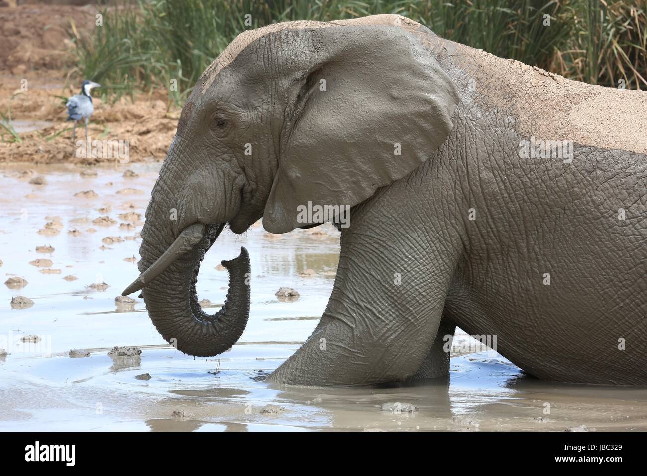 African elephant cooling off in muddy water Stock Photo - Alamy