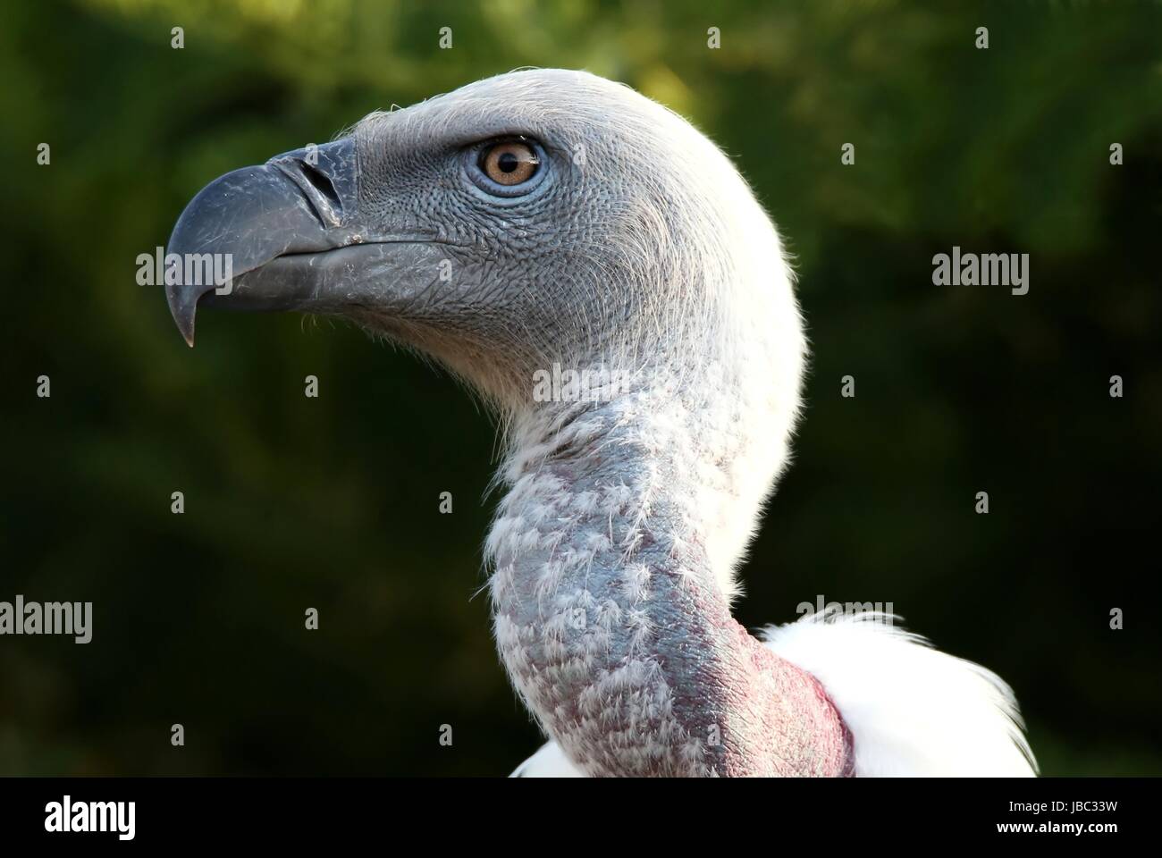 Portrait of a Griffon's vulture bird with a large hooked beak Stock ...