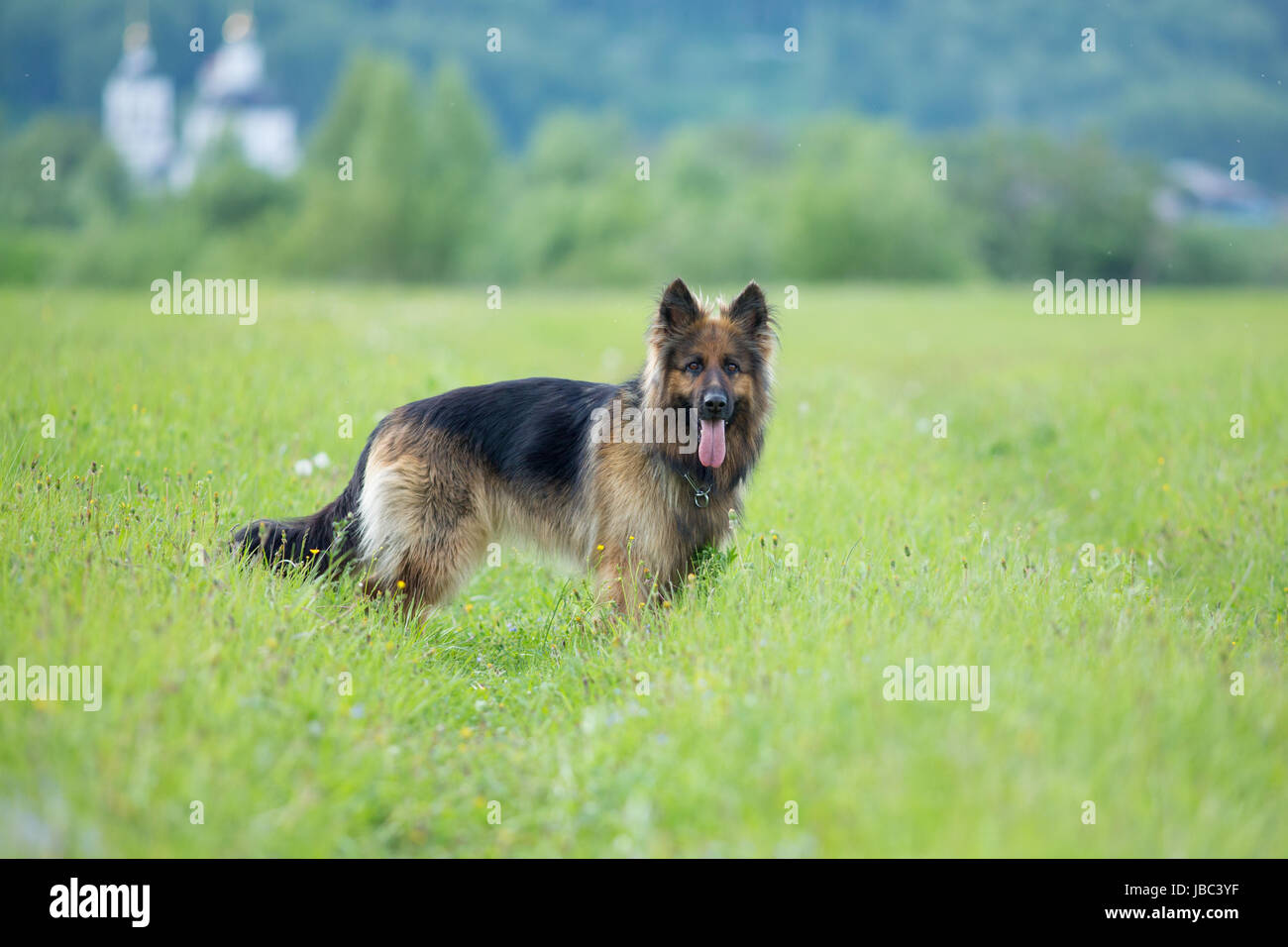 Walking German shepherd dog longhaired outdoor portrait Stock Photo