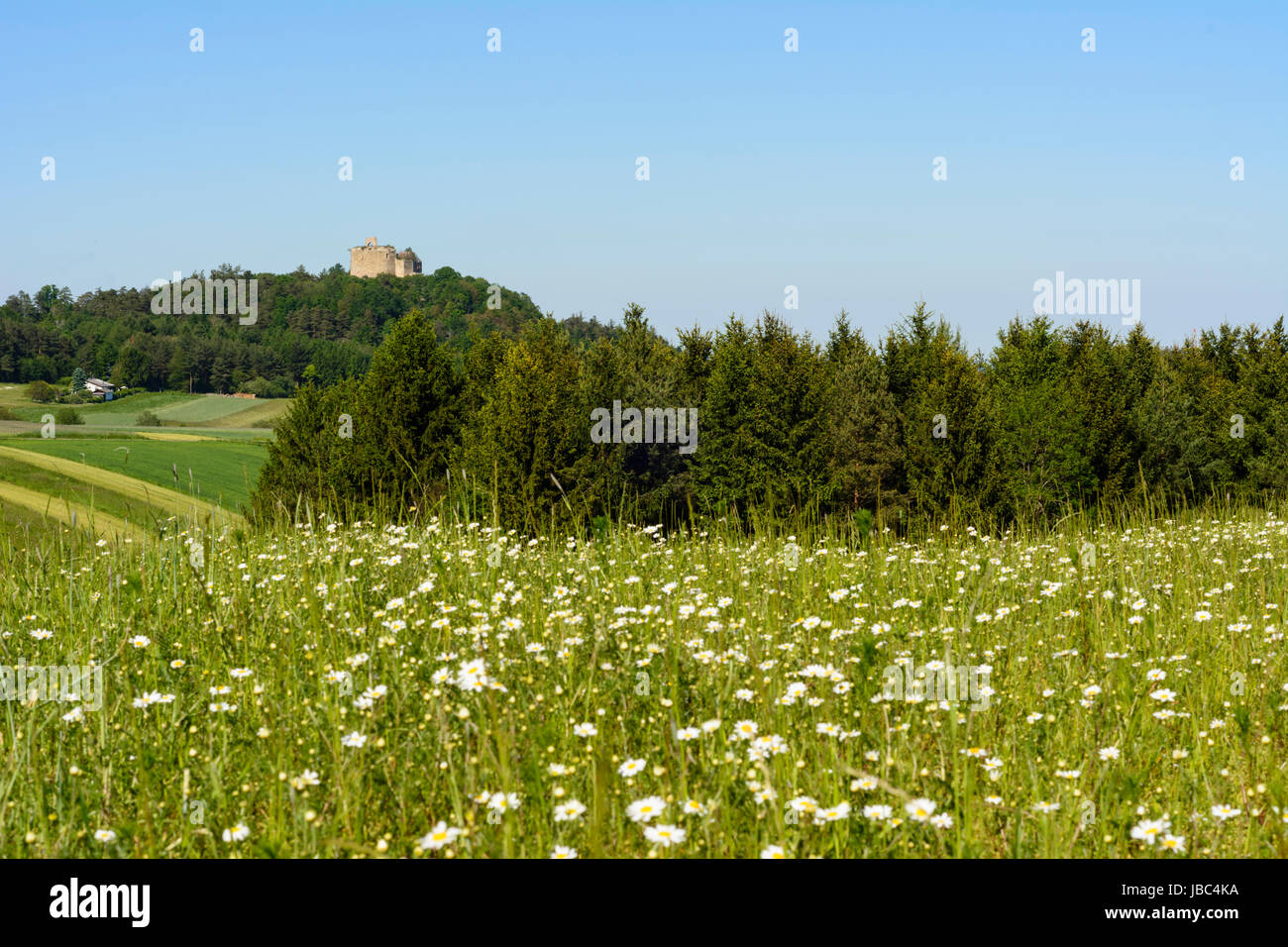 castle ruin Landsee, Naturpark Landseer Berge, meadow, Markt Sankt Martin, , Burgenland, Austria Stock Photo