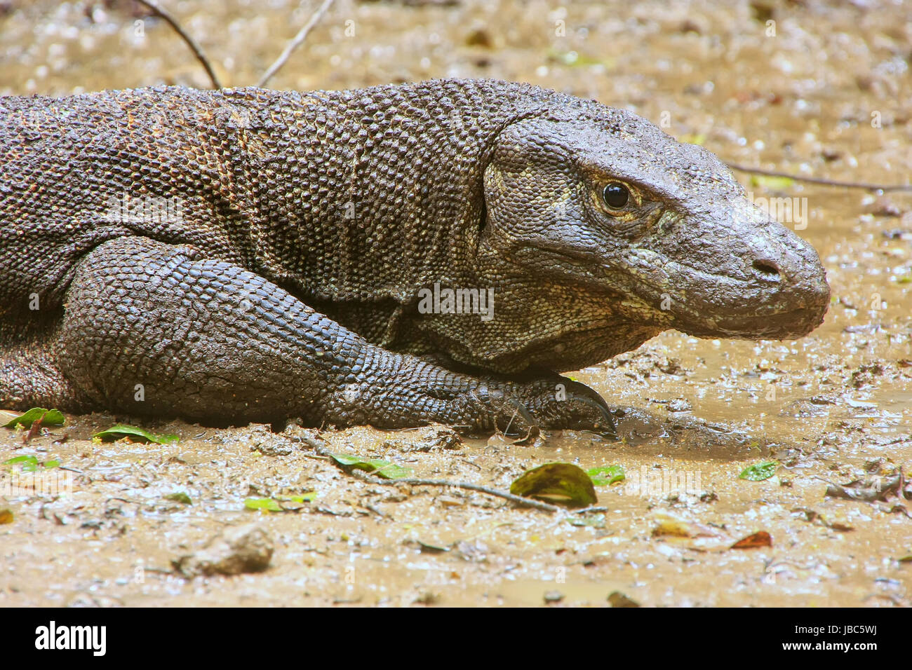 Portrait of Komodo dragon resting on Rinca Island in Komodo National