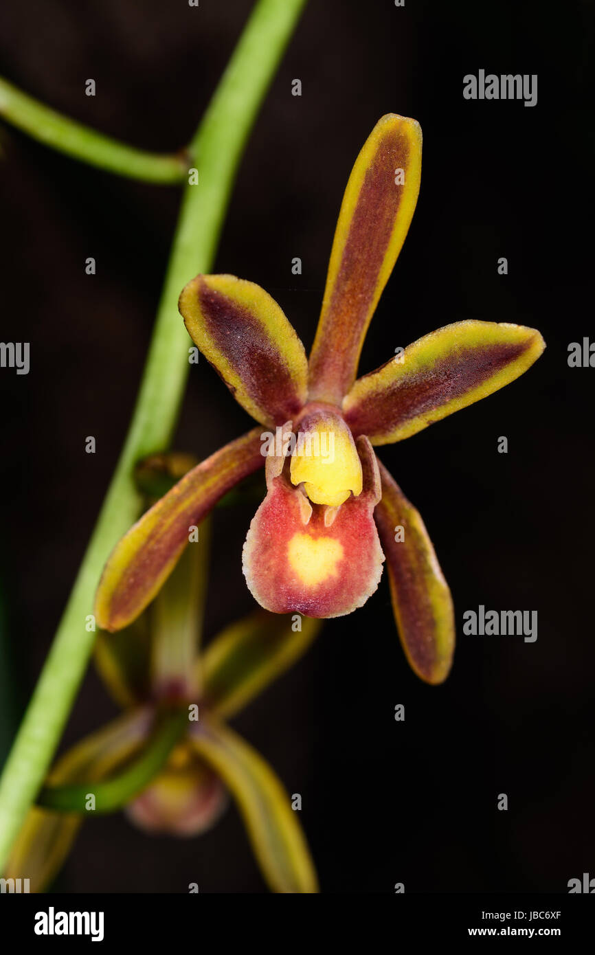 Cymbidium  aloifolium (L.) Sw is epiphytic orchid, Close up viwe. Stock Photo