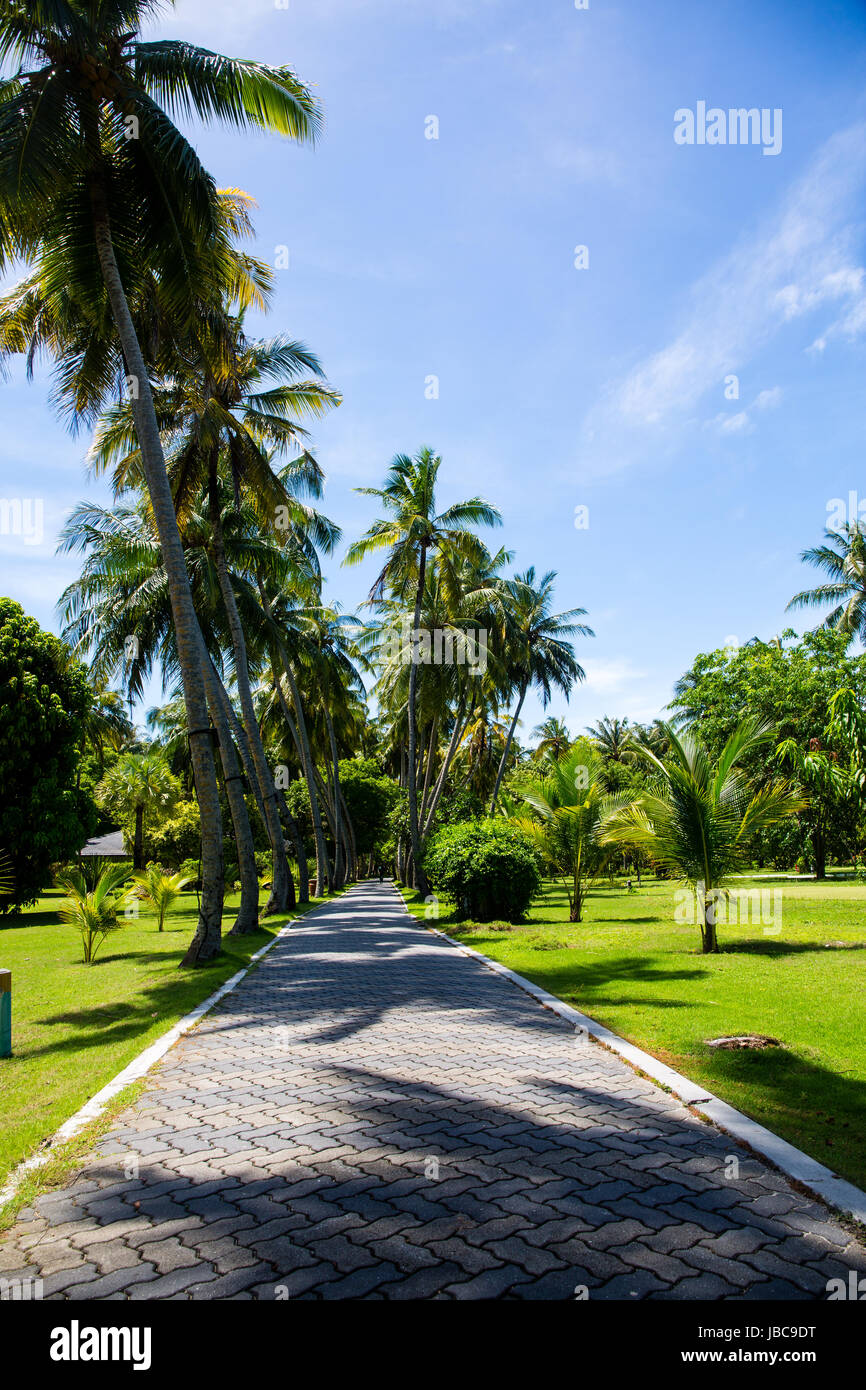 Path through the lush vegatation on an Sun Island in the Maldives. Stock Photo