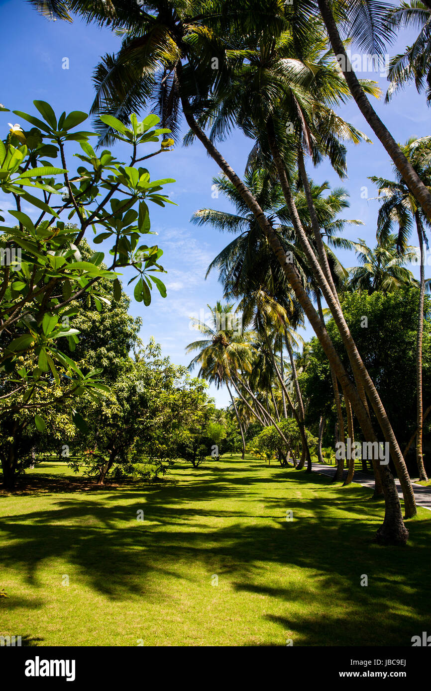 Path through the lush vegatation on an Sun Island in the Maldives. Stock Photo