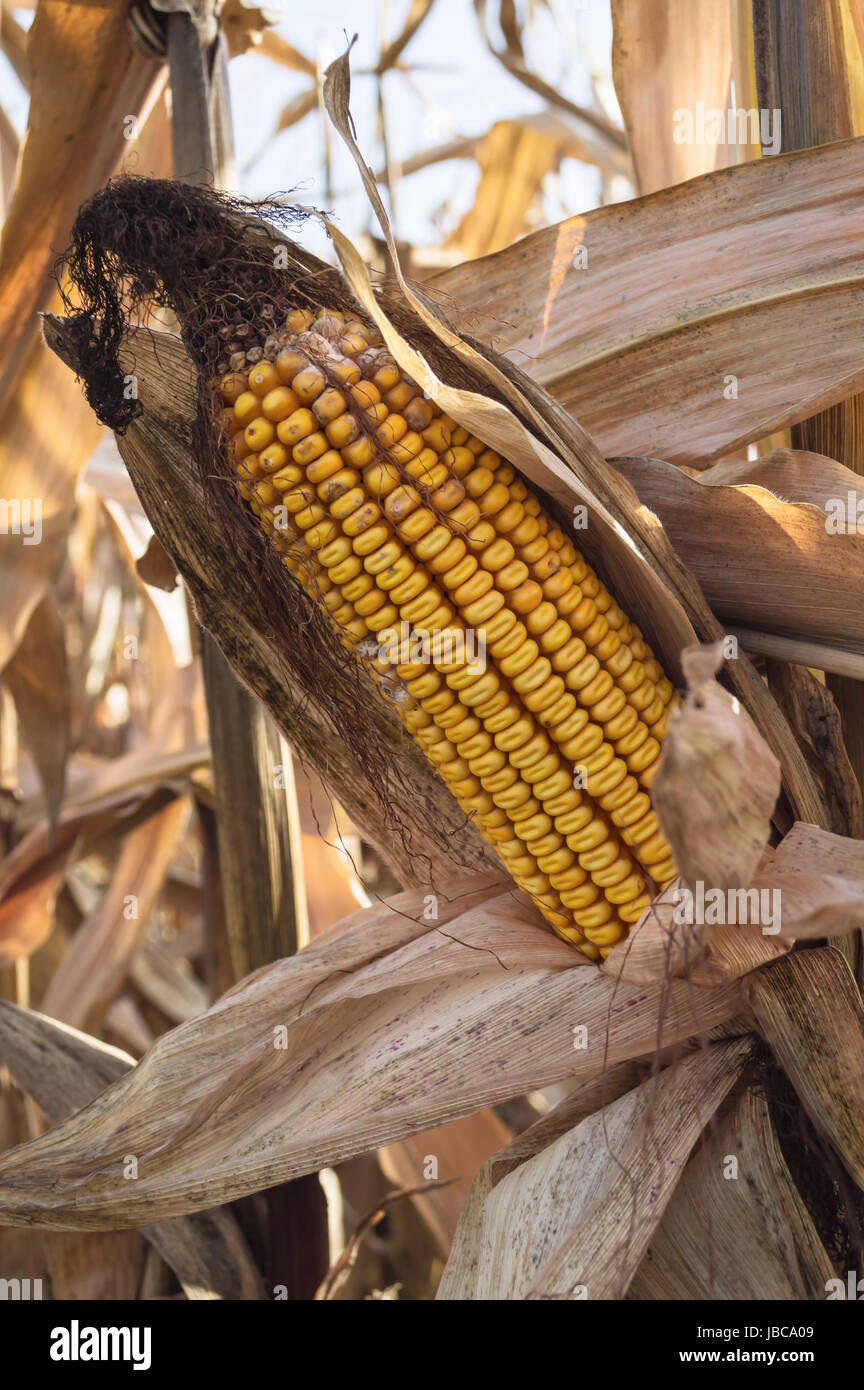 Ripe corn cob in cultivated agricultural corn field ready for harvest ...