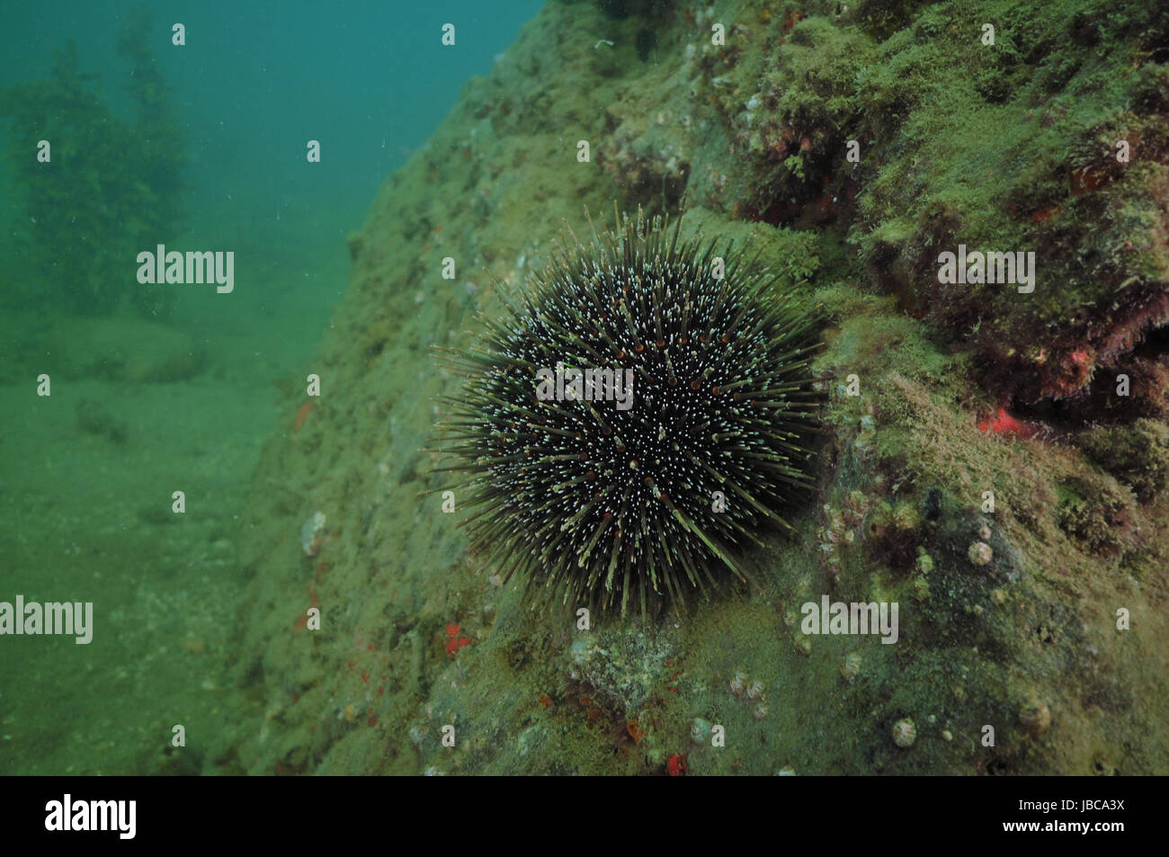 Sea urchin Evechinus chloroticus on rock covered with layer of sediment and some vegetation. Stock Photo