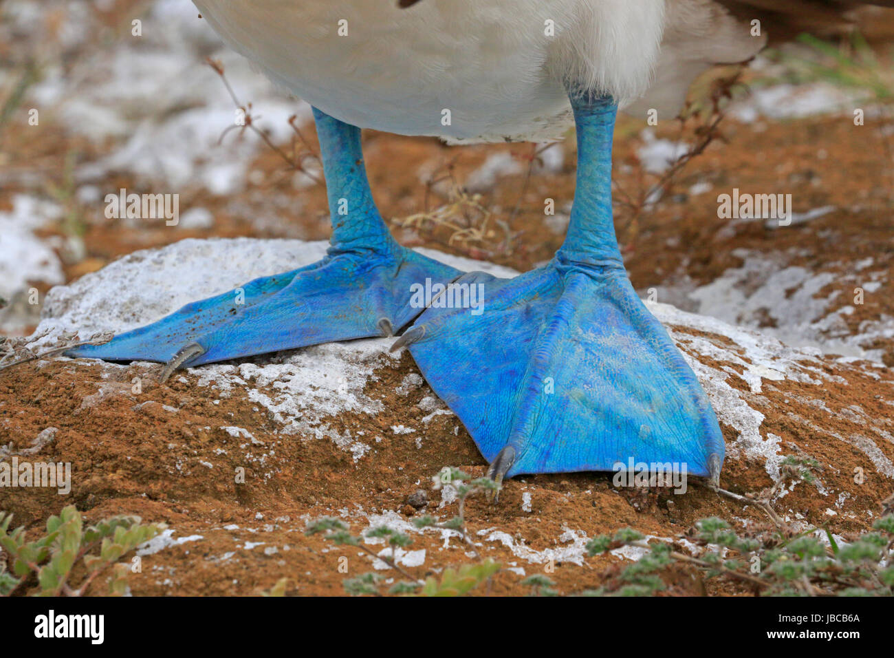 Blue-footed Booby feet in the Galapagos Stock Photo