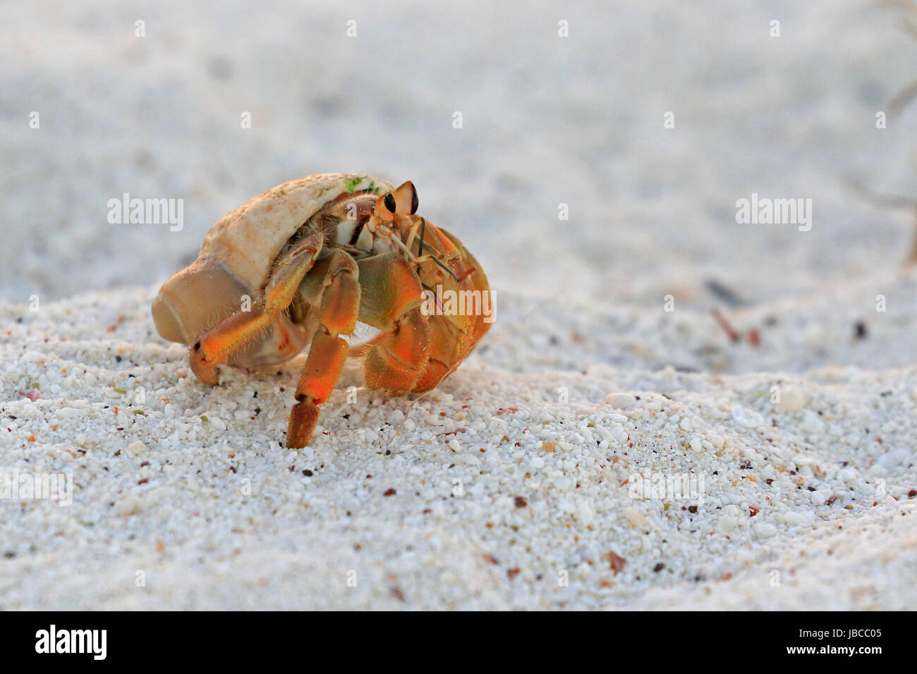 Semi terrestrial Hermit Crab on a beach in the Galapagos Stock Photo ...