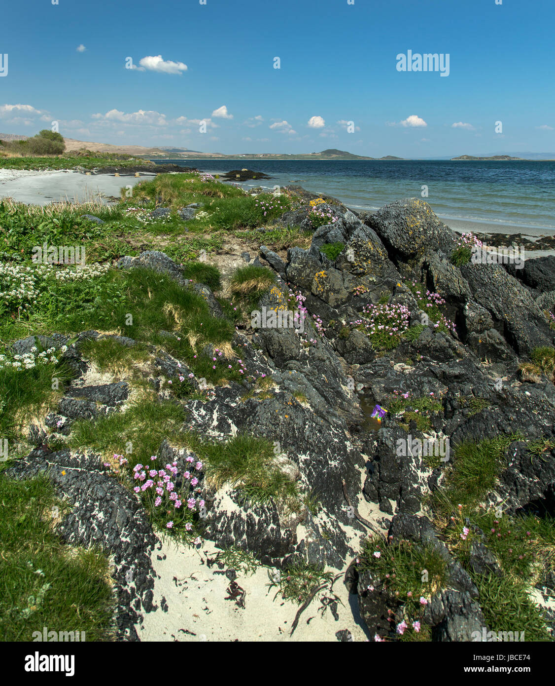 Rock Plants - Isle of Jura, Inner Hebrides, Scotland Stock Photo