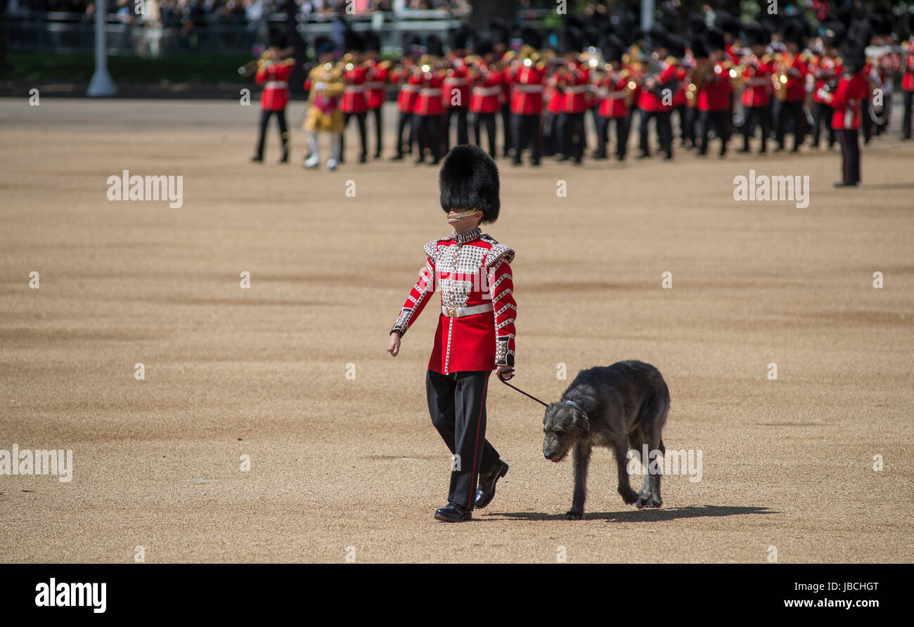 Horse Guards Parade, London, UK. 10th June 2017. His Royal Highness The Duke of Cambridge takes the salute from The Irish Guards for the first time on Horse Guards Parade. Prince William, in his role as Colonel of the Regiment, rides onto the iconic parade square as more than one thousand Household Division soldiers perform their ceremonial duty. The Irish Guards, led out by their famous wolfhound mascot Dohmnall (pictured), troop their colour in front of 6,000 spectators. Credit: Malcolm Park / Alamy Live News. Stock Photo