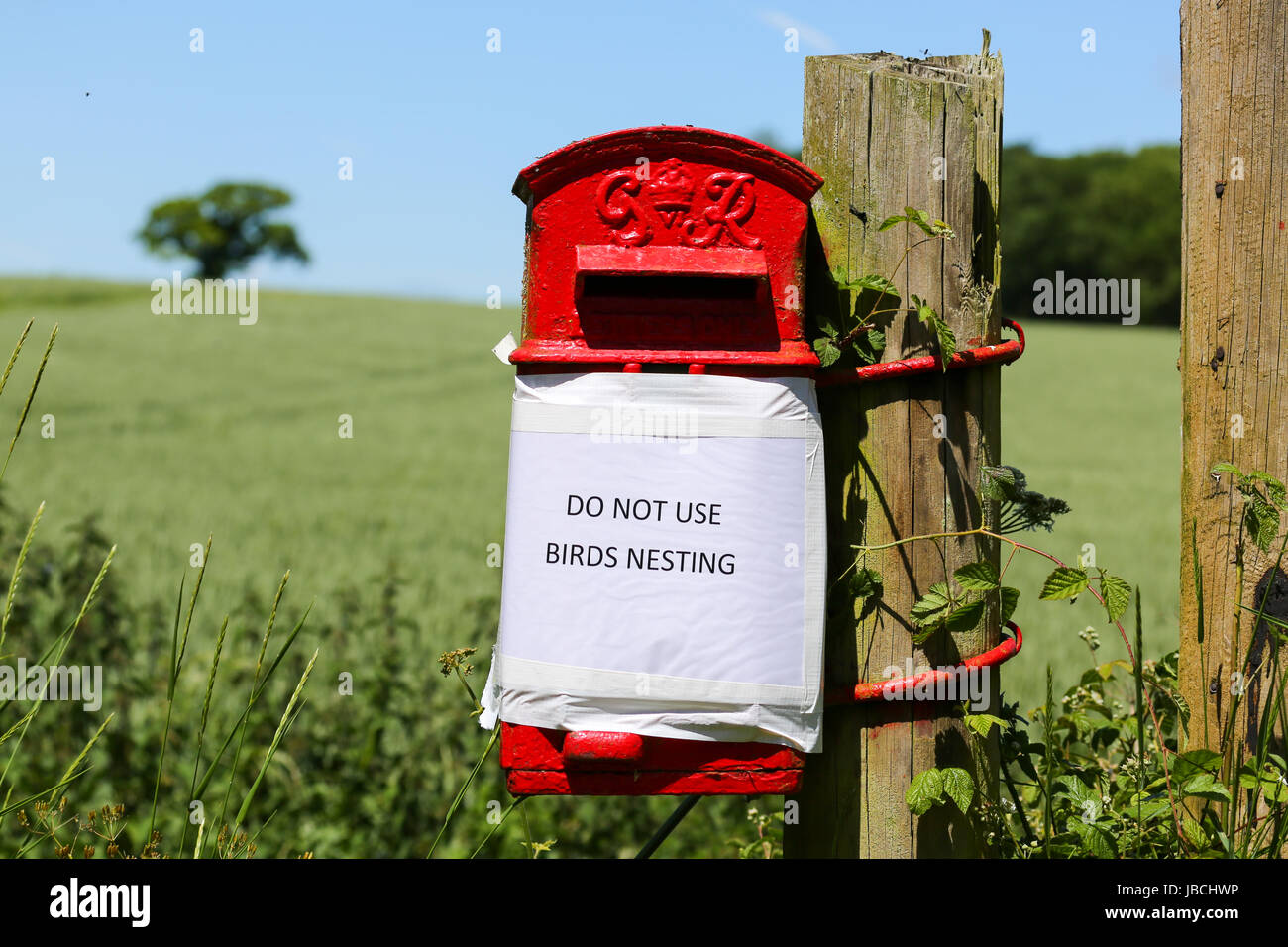 Bilden End, Hertfordshire, UK. 10th June, 2017. A post box is out of use as birds have nested inside. Penelope Barritt/Alamy Live News Stock Photo
