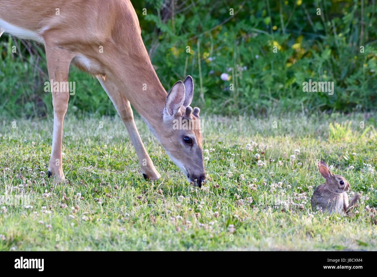 A young white-tailed deer and young eastern cottontail rabbit grazing next to each other in a field Stock Photo
