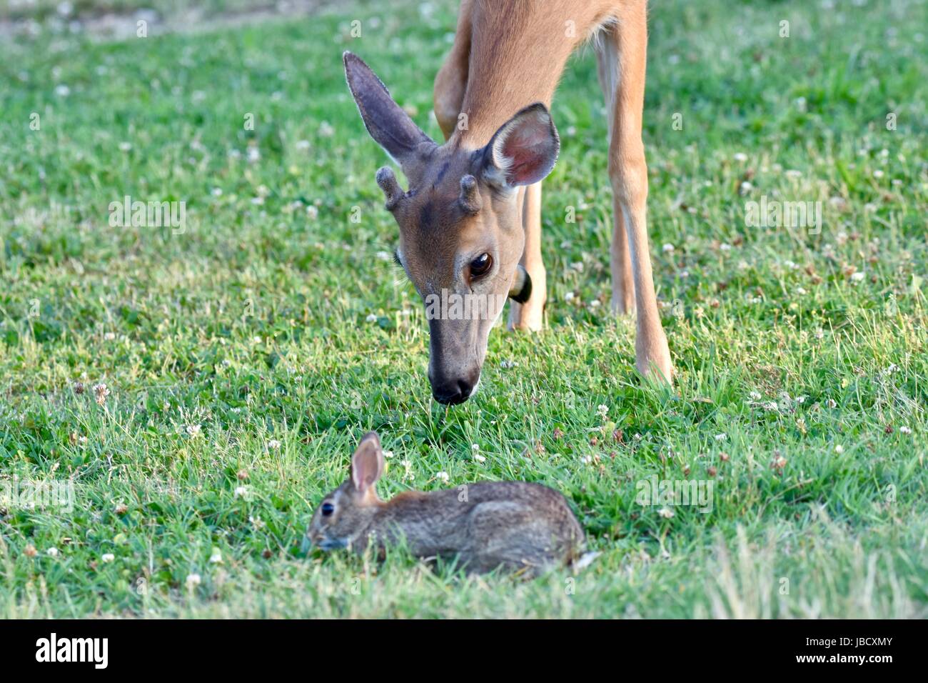 A young white-tailed deer and young eastern cottontail rabbit grazing next to each other in a field Stock Photo