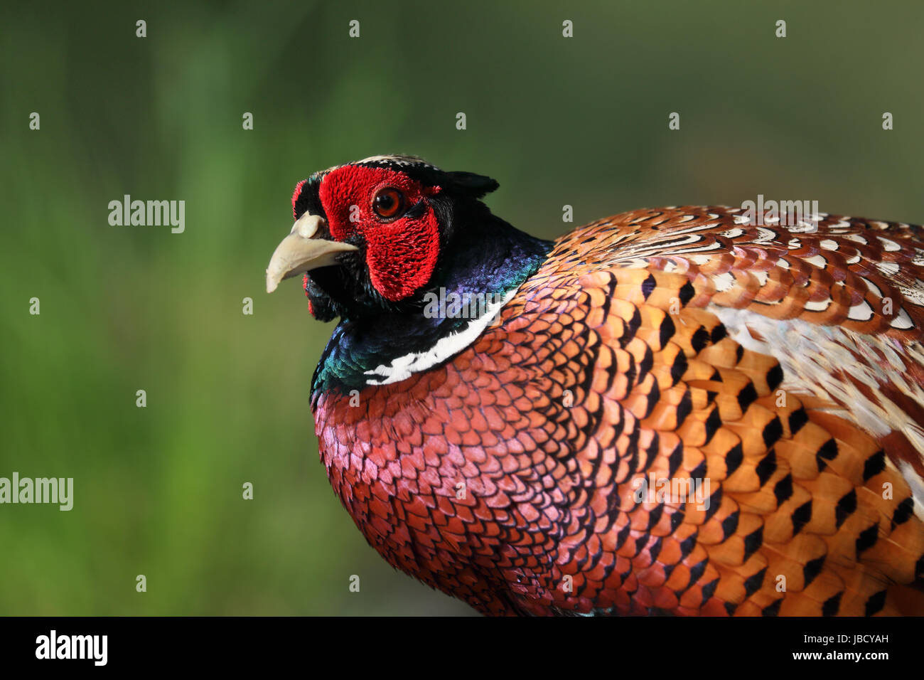 Common Pheasant (Phasianus colchicus) closeup Stock Photo