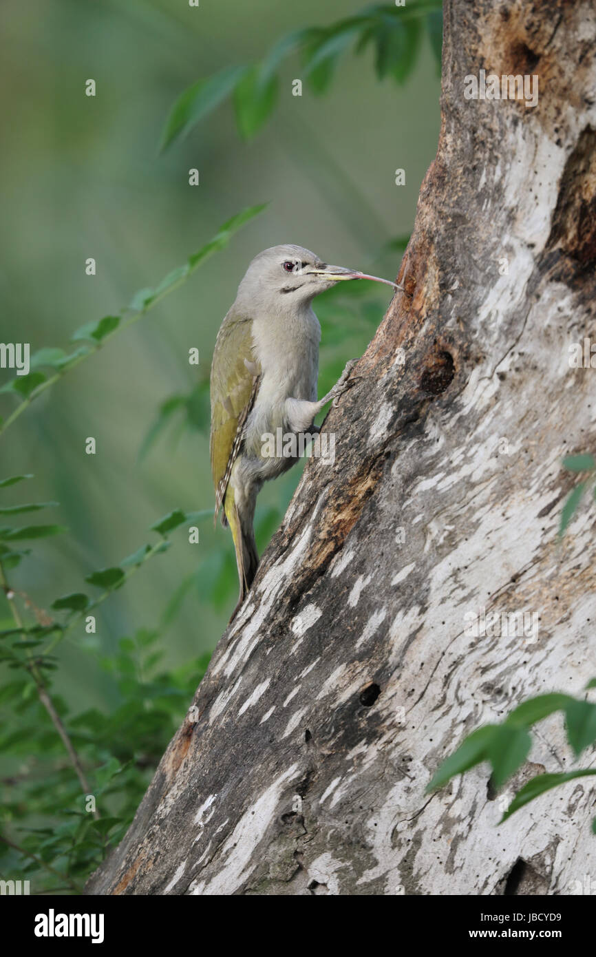 Grey-headed Woodpecker (Picus canus) sticking out it´s long tongue Stock Photo