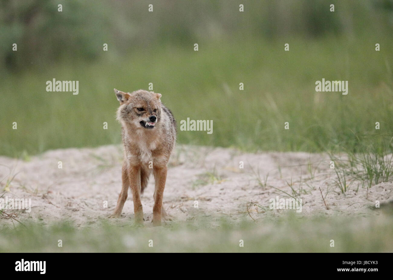 Golden Jackal or European Jackal (Canis aureus) snarling Stock Photo