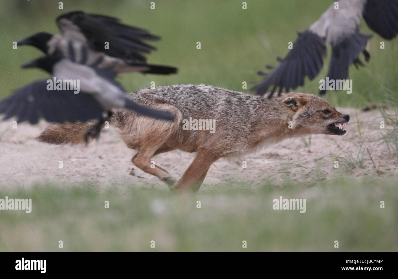 Golden Jackal or European Jackal (Canis aureus) trying to chase away the crows Stock Photo