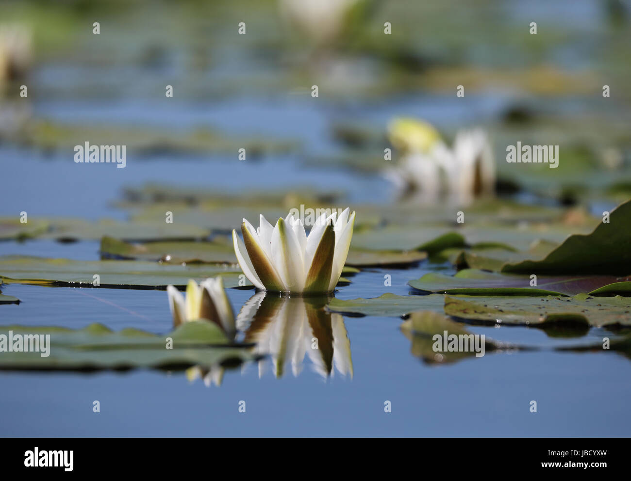 White water-lily (Nymphaea alba) photographed in the Danube river delta in Romania Stock Photo