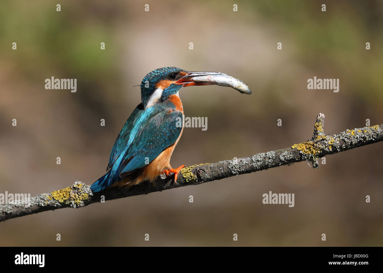 Common kingfisher (Alcedo atthis) with prey Stock Photo