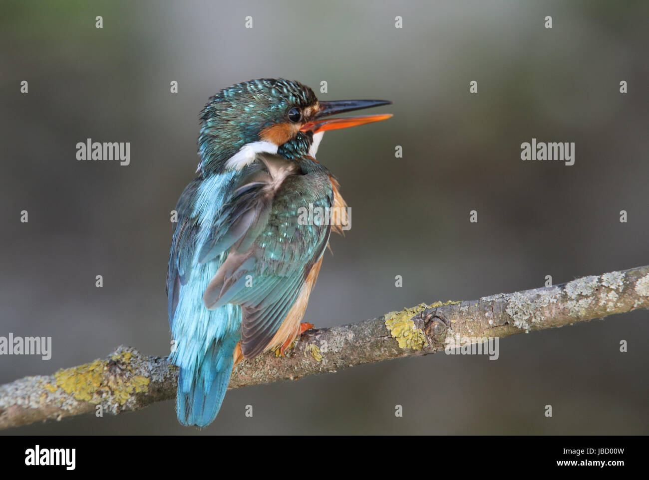 Common kingfisher (Alcedo atthis) Stock Photo