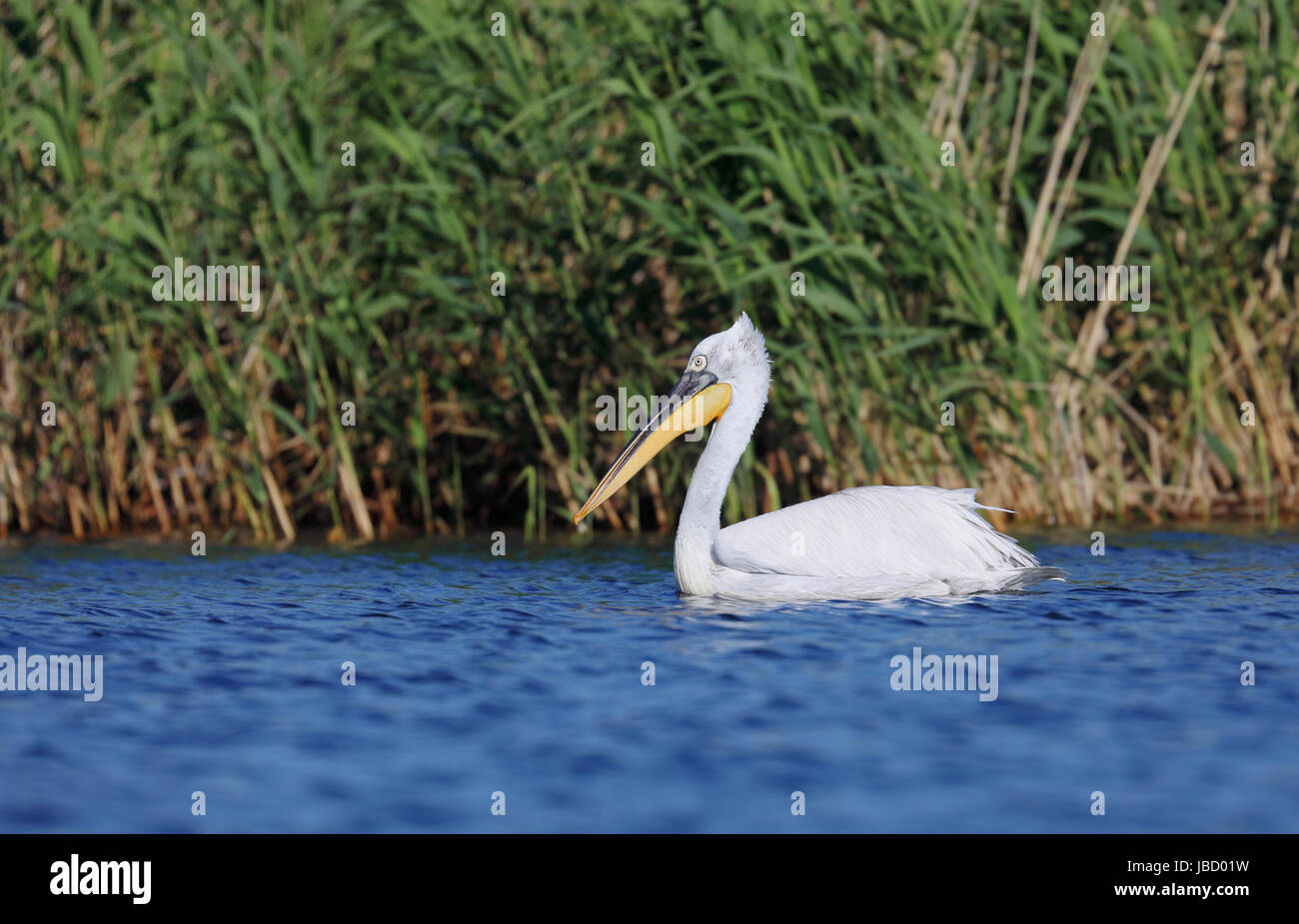 Dalmatian pelican (Pelecanus crispus) in the Danube River Delta in