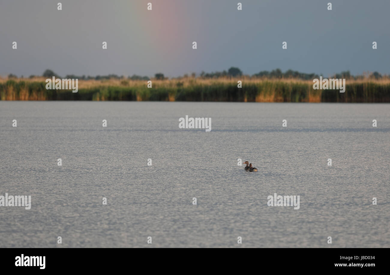 Greylag geese (Anser anser) and rainbow in the Danube River Delta near Periprava, Romania. Stock Photo
