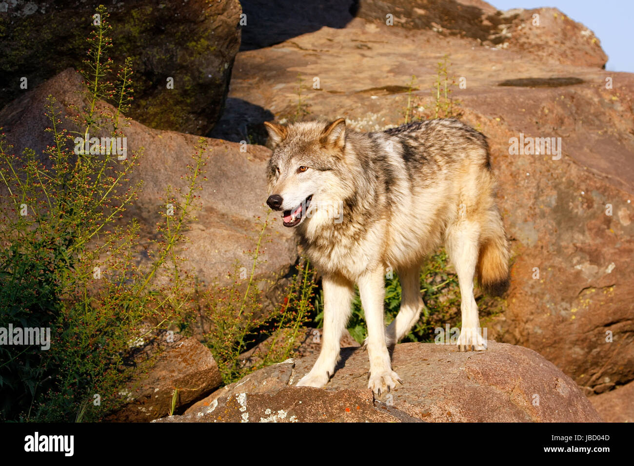 Grey wolf standing on rocks hi-res stock photography and images - Alamy