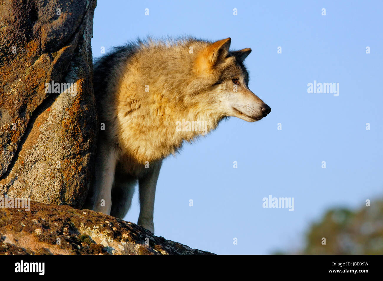 Grey wolf standing on rocks hi-res stock photography and images - Alamy