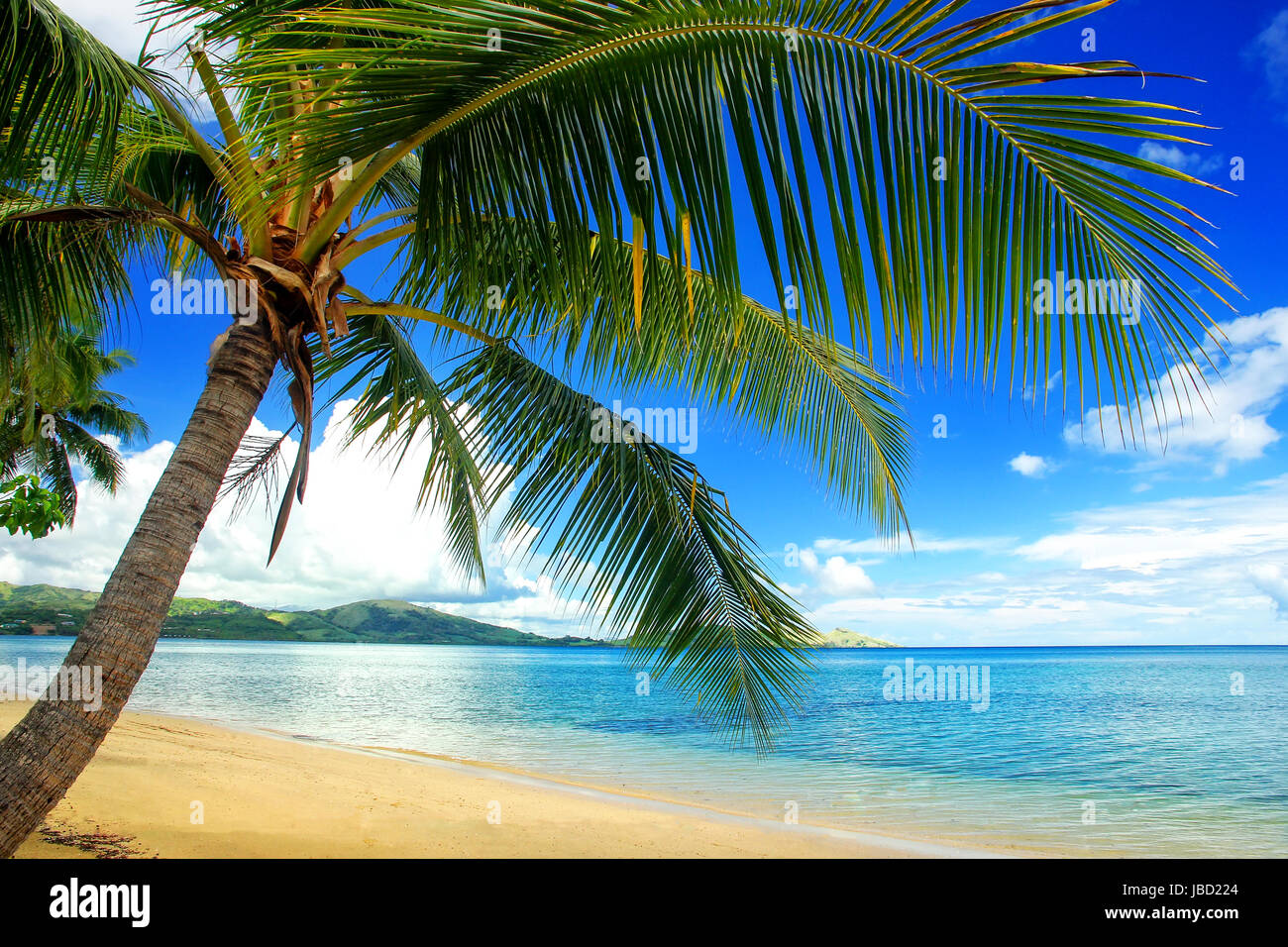 Leaning palm tree at the beach