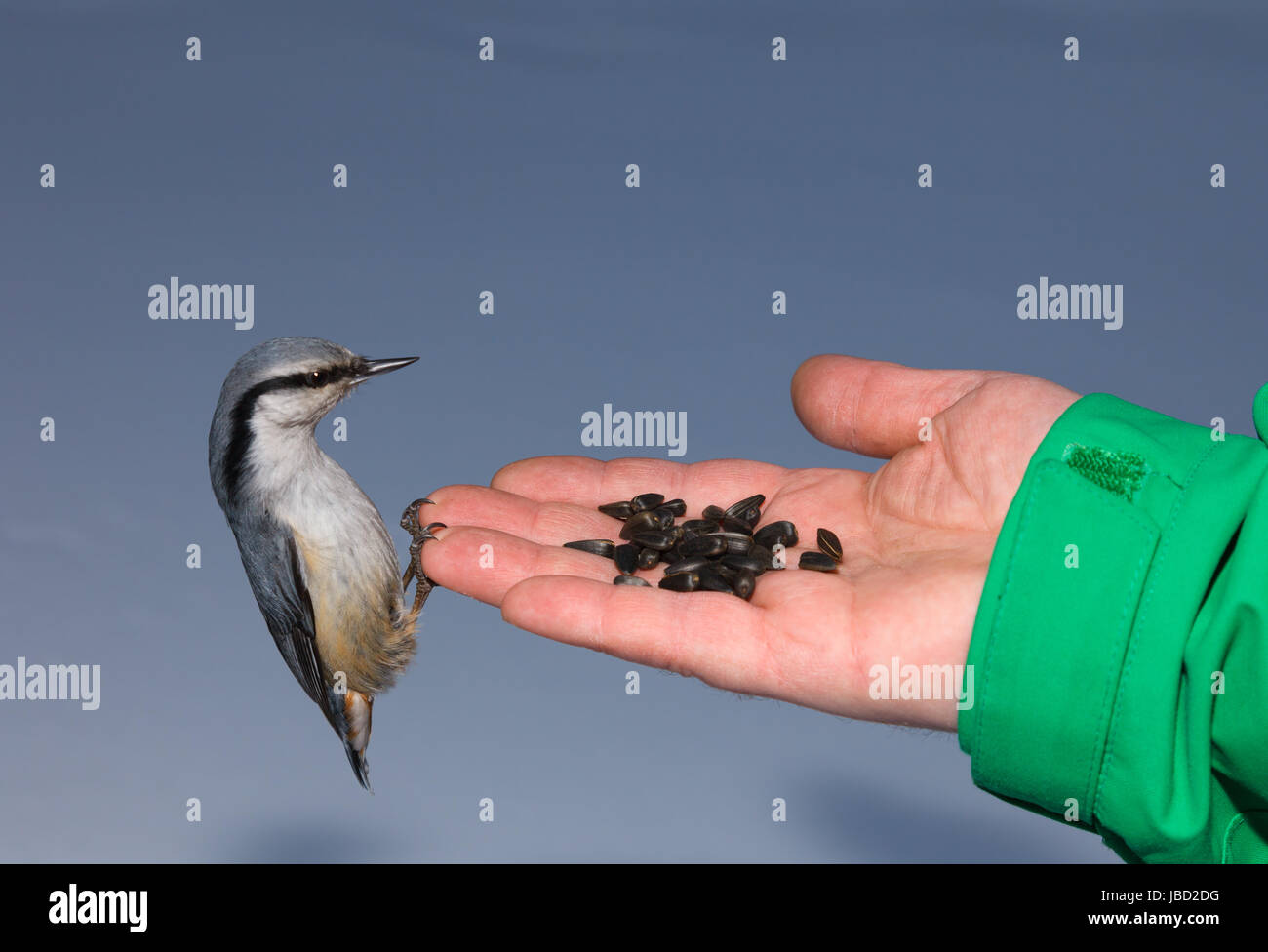 Nuthatch eating seeds from the palm Stock Photo Alamy