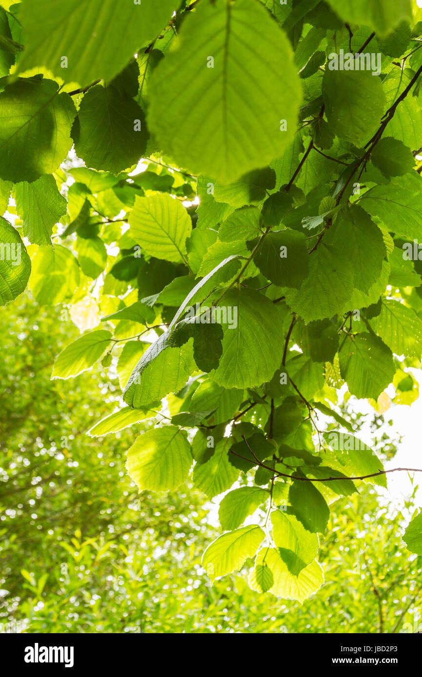 close up of green leaves on a tree Stock Photo - Alamy