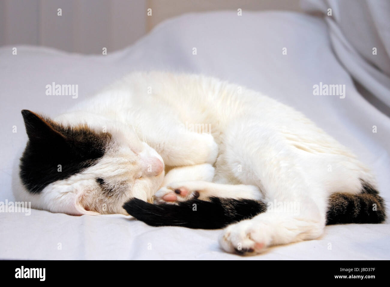 Cute adult, white with black and brown patches short hair cat sleeping on a couch covered in a white sheet. Stock Photo