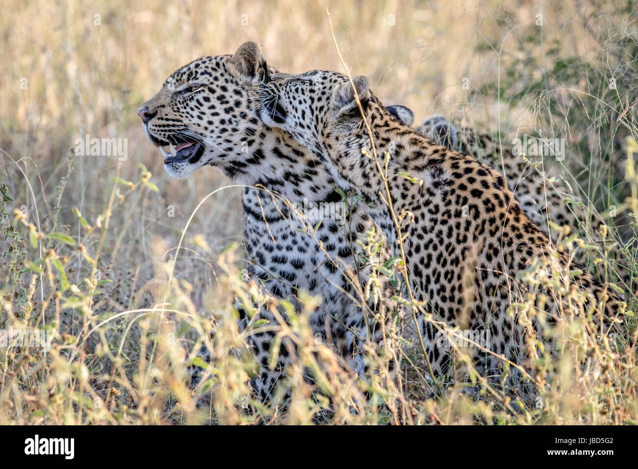 Two Leopards bonding in the Kruger National Park, South Africa Stock ...