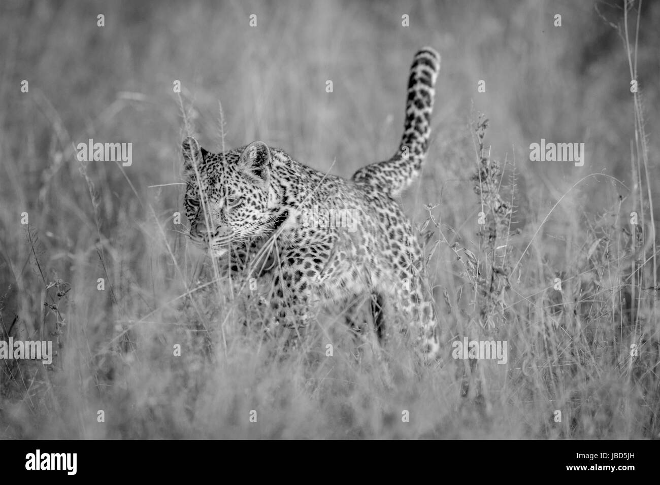 Leopard pouncing in the high grass in black and white in the Kruger ...