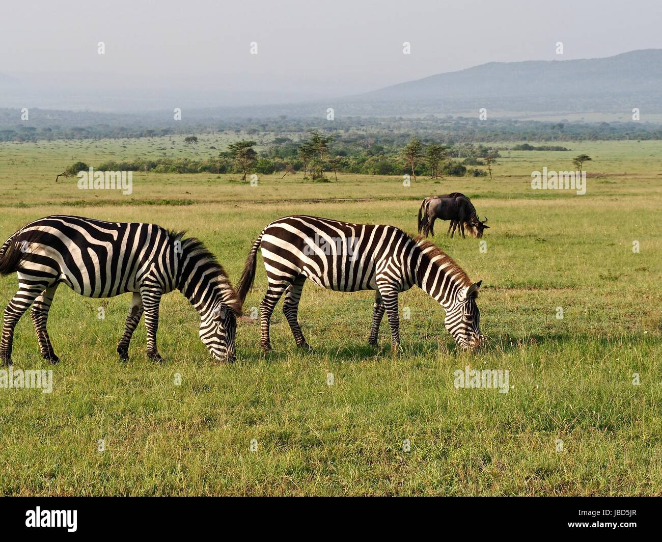 Masai mara national park hi-res stock photography and images - Alamy