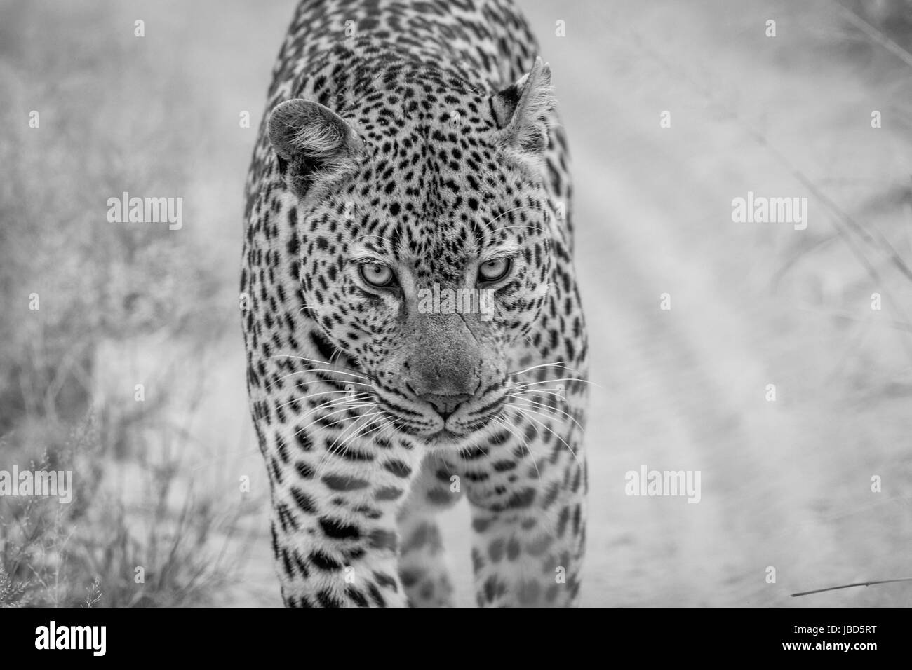 Power of walking fast Black and White Stock Photos & Images - Alamy