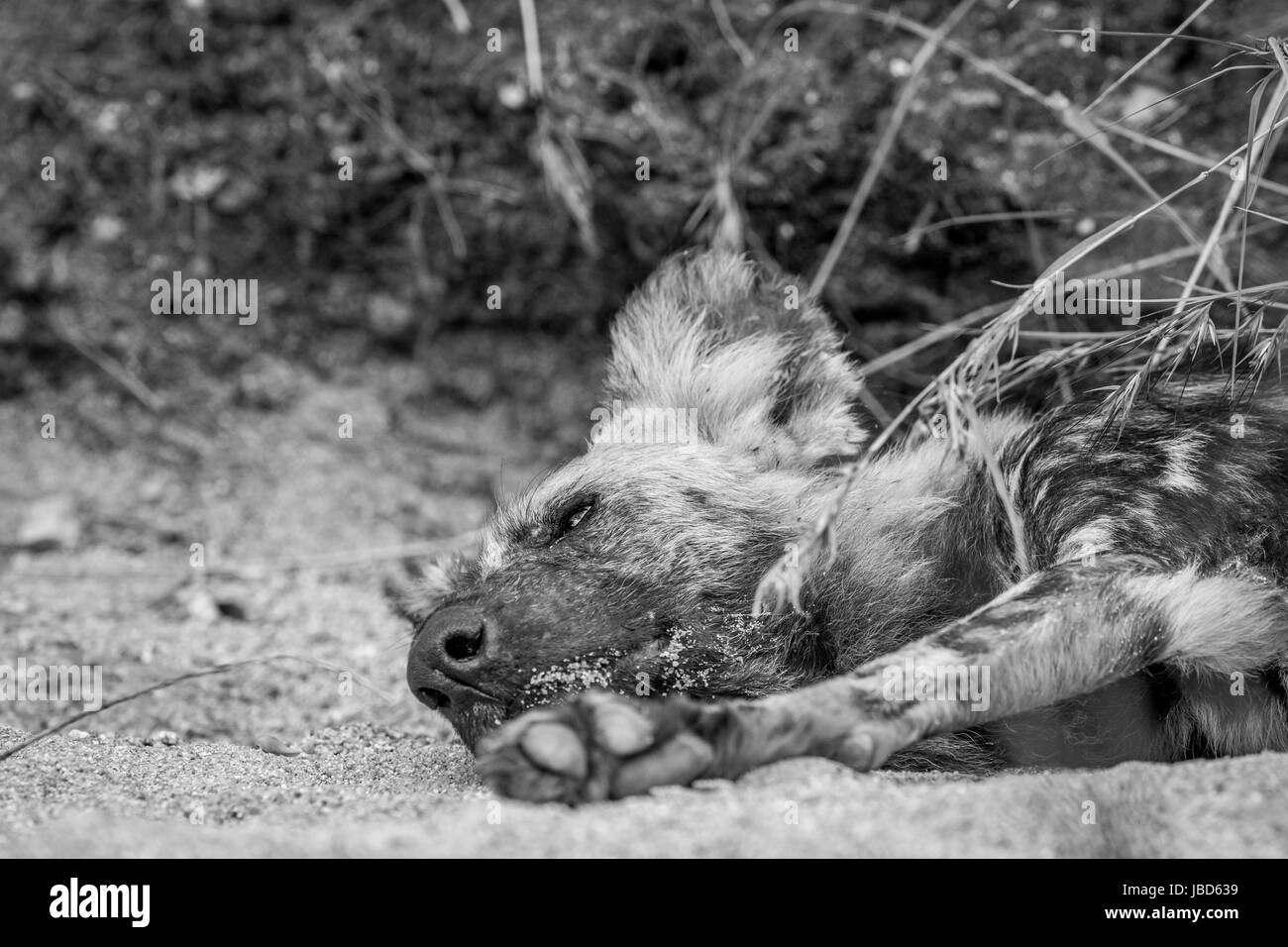 African wild dog laying in the sand in black and white in the Kruger National Park, South Africa. Stock Photo