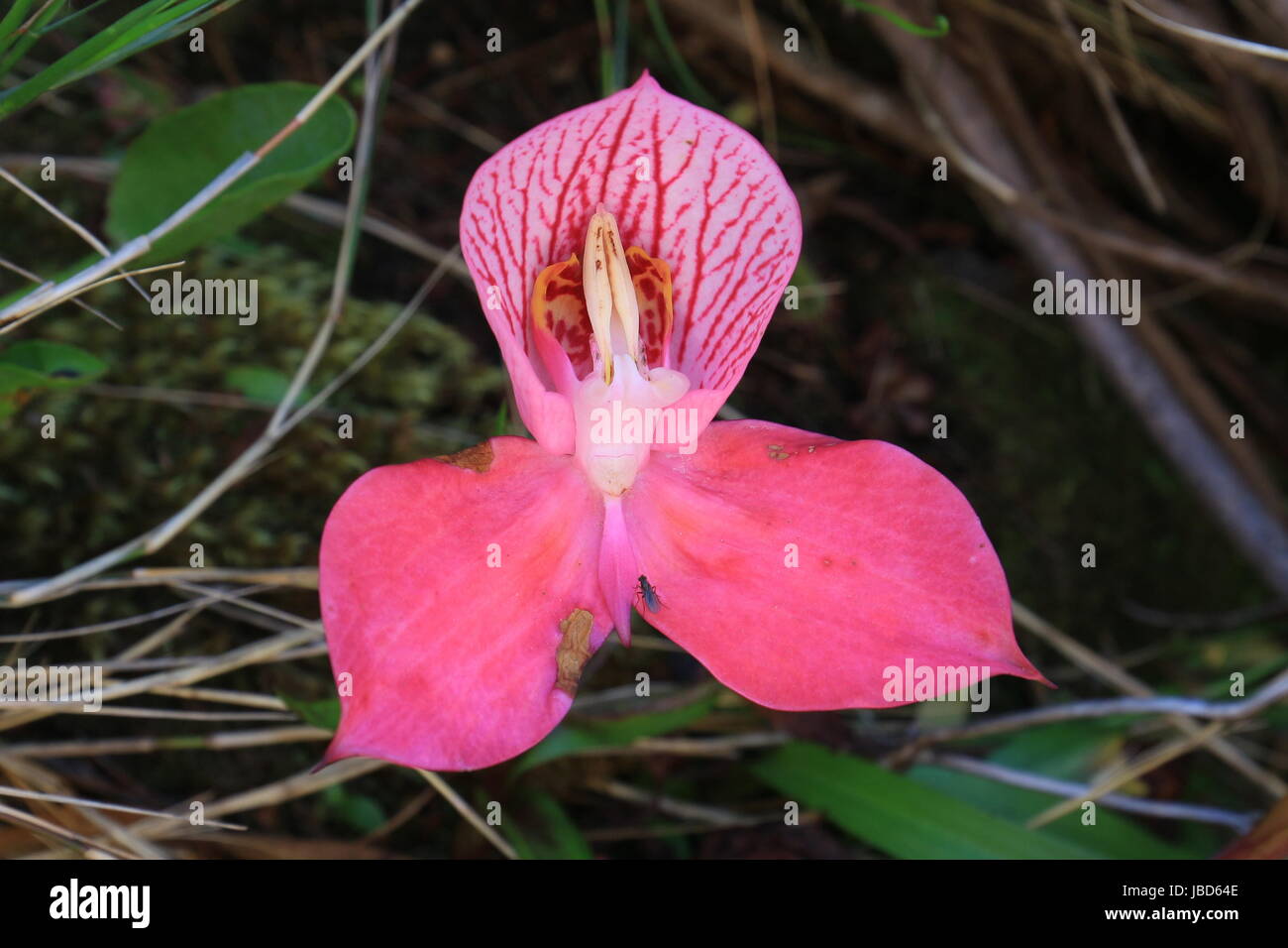 Red Disa (Disa uniflora) - Cape Town flora, South Africa Stock Photo