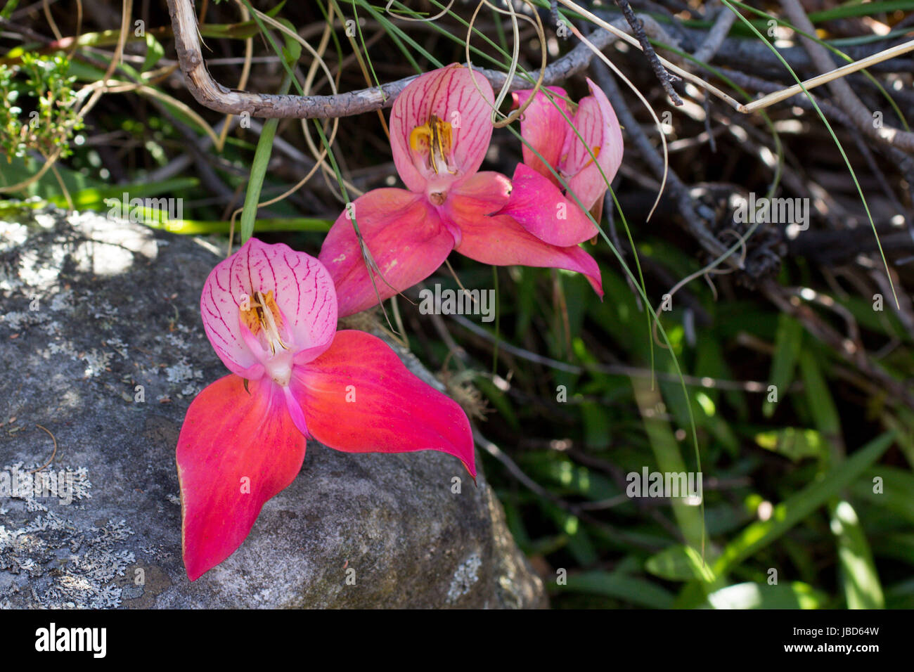 Red Disa (Disa uniflora) - Cape Town flora, South Africa Stock Photo