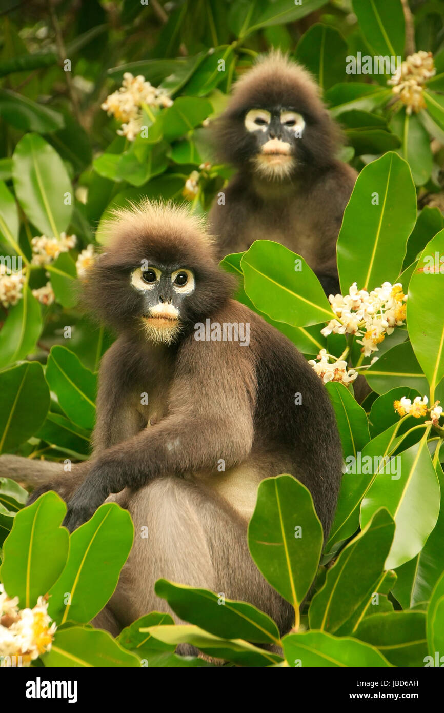 Spectacled langur sitting in a tree, Wua Talap island, Ang Thong National Marine Park, Thailand Stock Photo