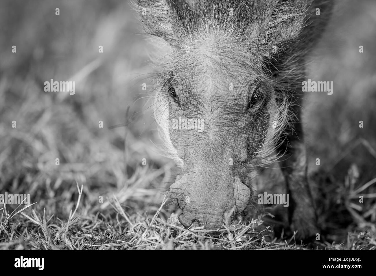 Close up of an eating Warthog in black and white in the Pilanesberg National Park, South Africa. Stock Photo
