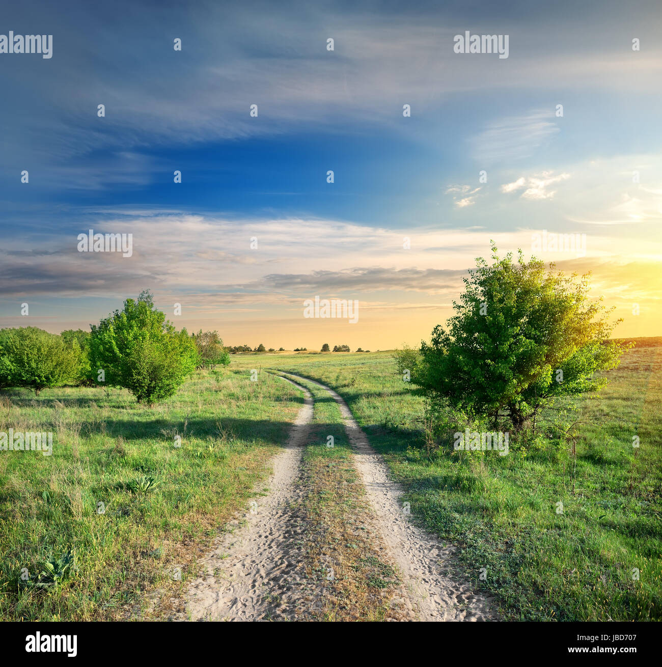 Country road and trees in the field at sunrise Stock Photo - Alamy