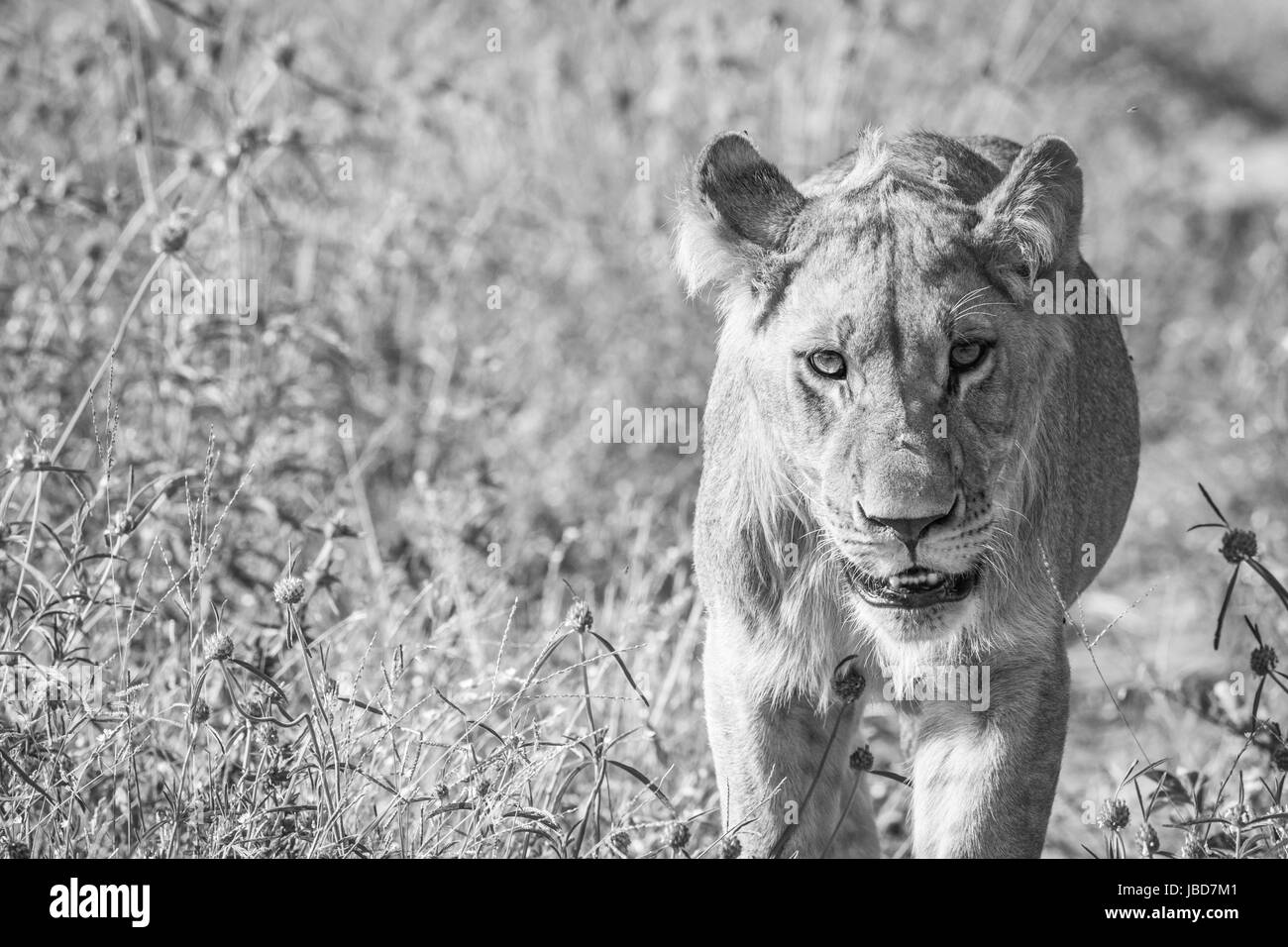 Lion walking towards the camera in black and white in the Chobe National Park, Botswana. Stock Photo