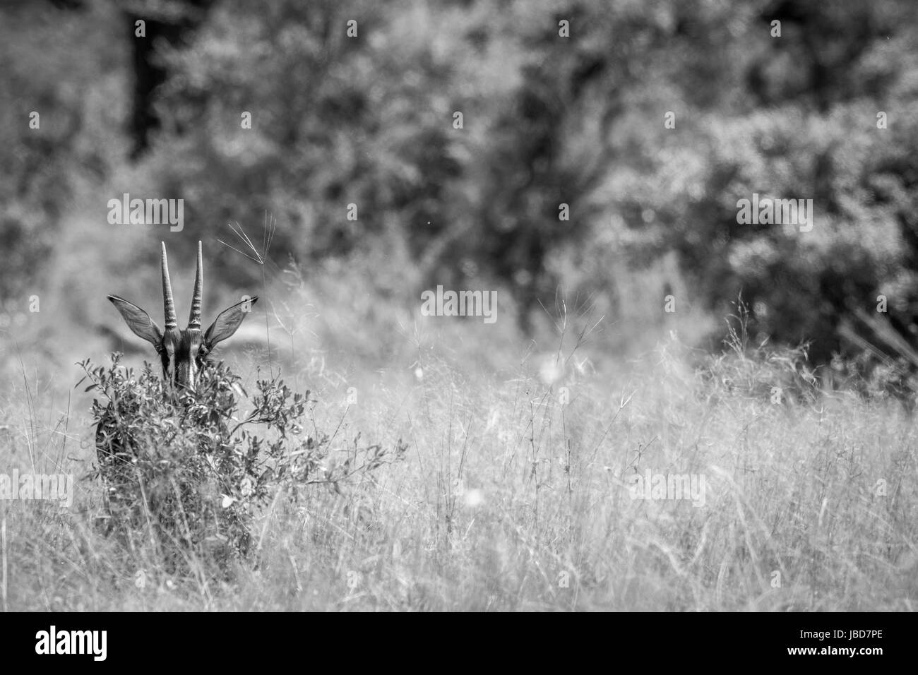 Young Sable antelope hiding behind a bush in black and white in the Hwange National Park, Zimbabwe. Stock Photo