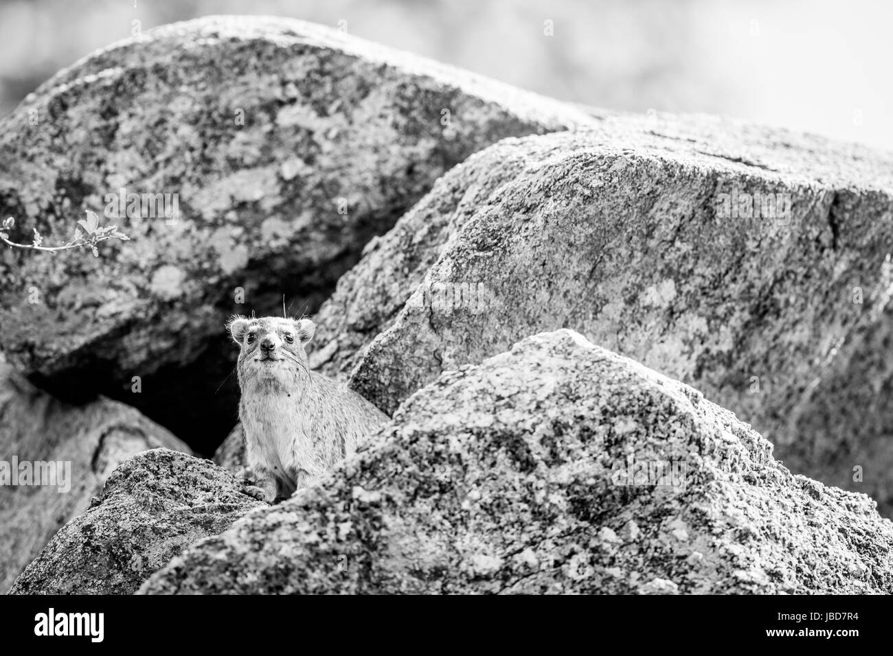 Rock hyrax basking on the rocks in black and white in Hwange National Park, Zimbabwe. Stock Photo