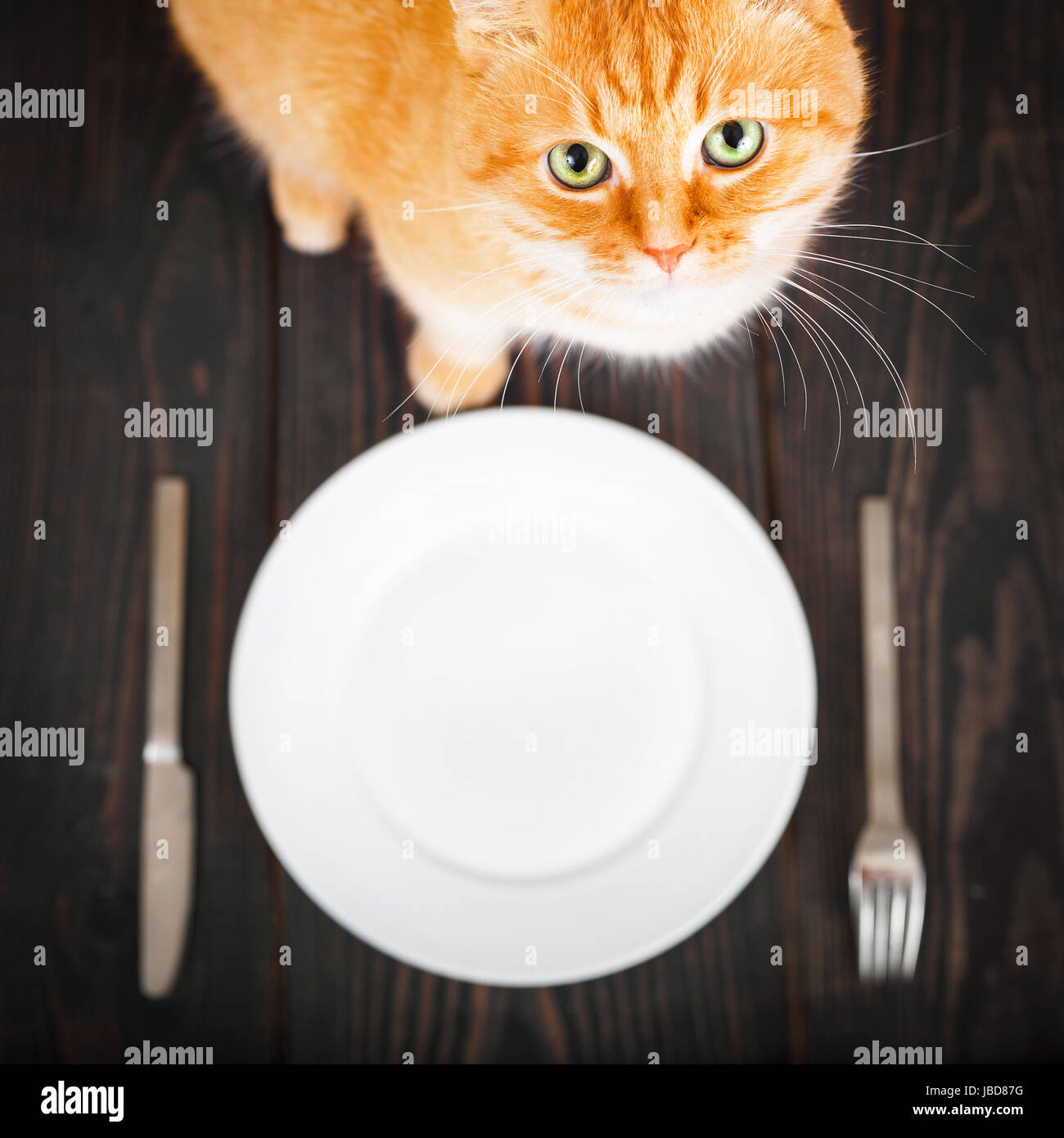 Waiting for dinner. Котик с пустой тарелкой. Кот в тарелке. Голодный кот. Столовая для кошки.