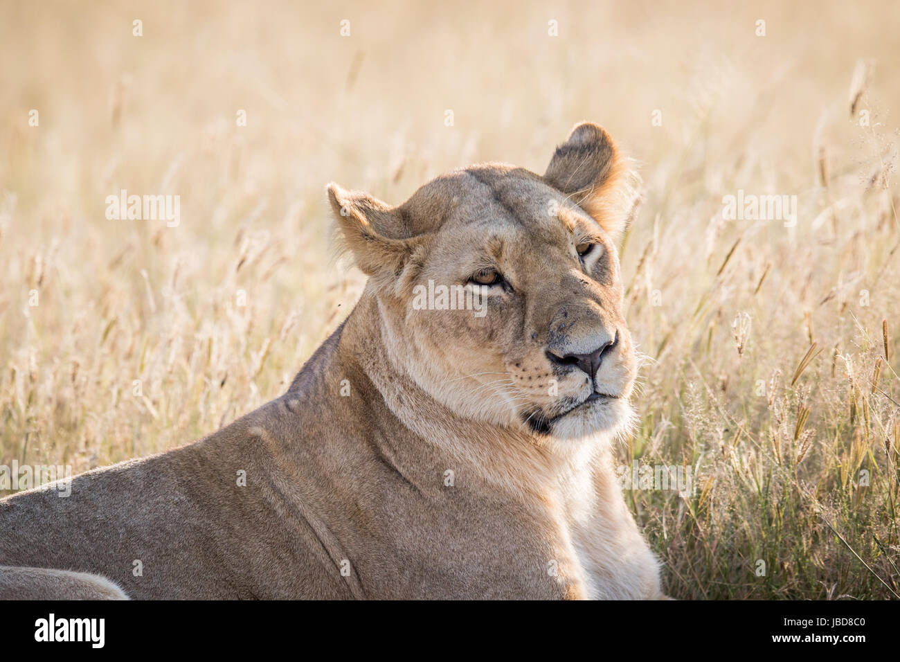 Lion roaring in profile hi-res stock photography and images - Alamy