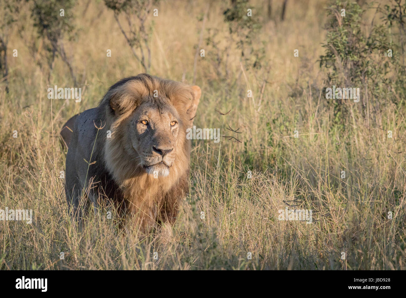 Male Lion In The High Grass In The Chobe National Park Botswana Stock 