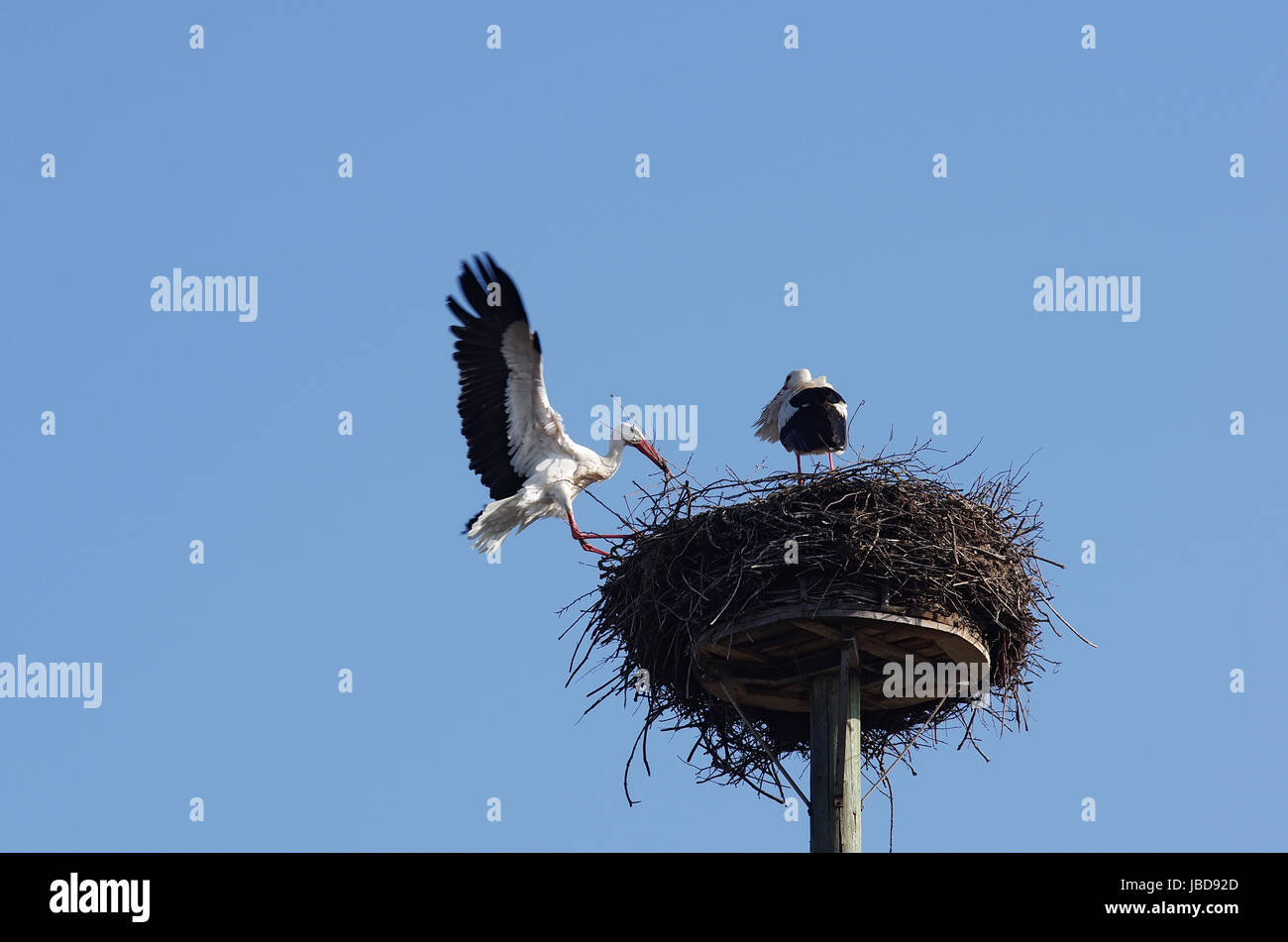 Weißstorchpaar beim Nestbau Stock Photo